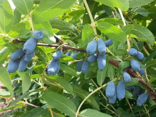 Varieties of honeysuckle for the Moscow region: sweet and large, edible and decorative