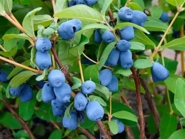 Varieties of honeysuckle: with photos, names and descriptions