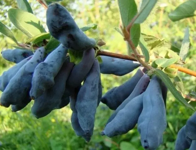 Varieties of honeysuckle: with photos, names and descriptions