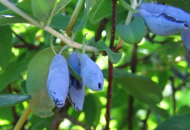 Varieties of honeysuckle: with photos, names and descriptions