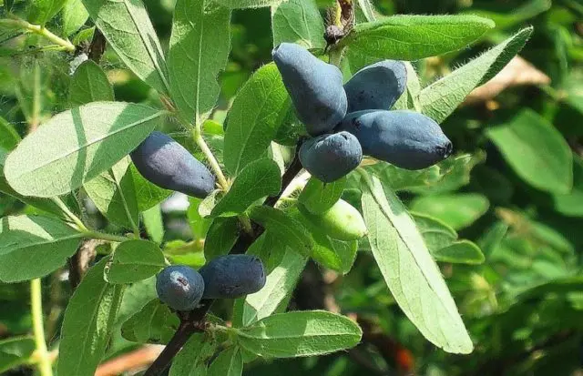 Varieties of honeysuckle: with photos, names and descriptions