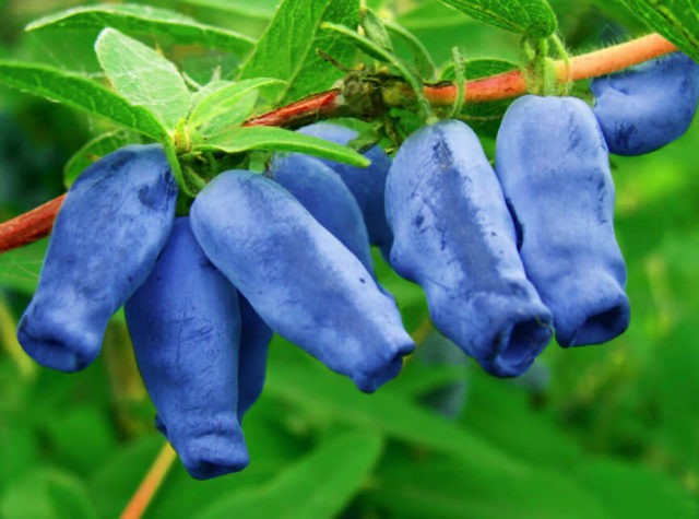 Varieties of honeysuckle: with photos, names and descriptions