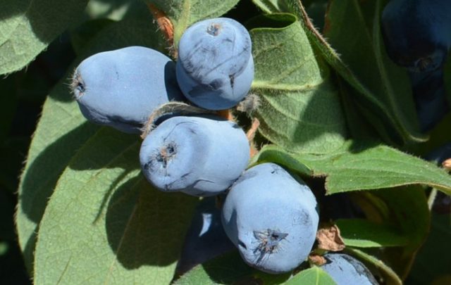 Varieties of honeysuckle: with photos, names and descriptions