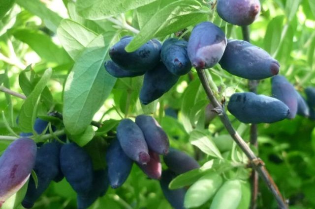 Varieties of honeysuckle: with photos, names and descriptions