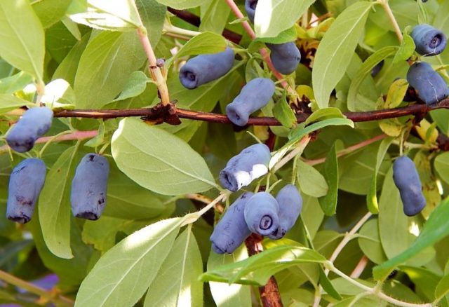 Varieties of honeysuckle: with photos, names and descriptions