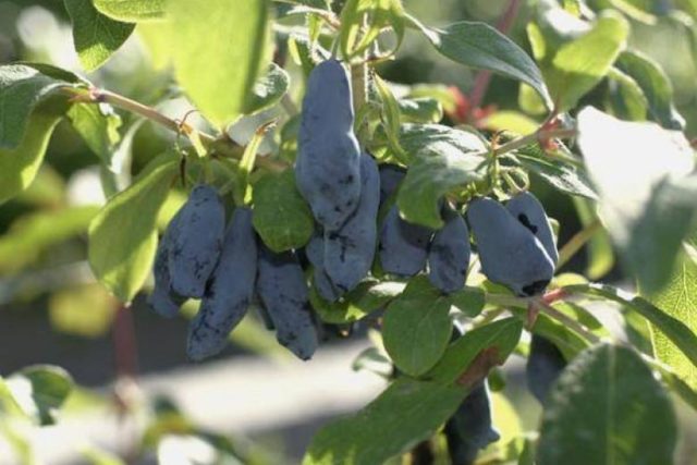 Varieties of honeysuckle: with photos, names and descriptions