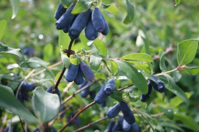 Varieties of honeysuckle: with photos, names and descriptions