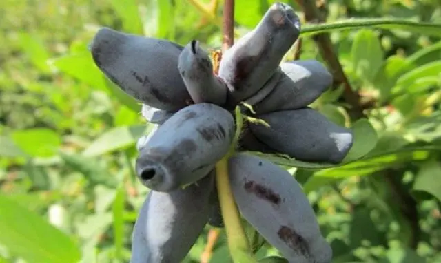 Varieties of honeysuckle: with photos, names and descriptions