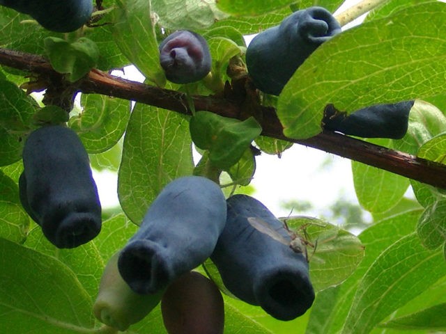 Varieties of honeysuckle: with photos, names and descriptions