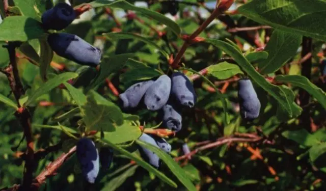 Varieties of honeysuckle: with photos, names and descriptions