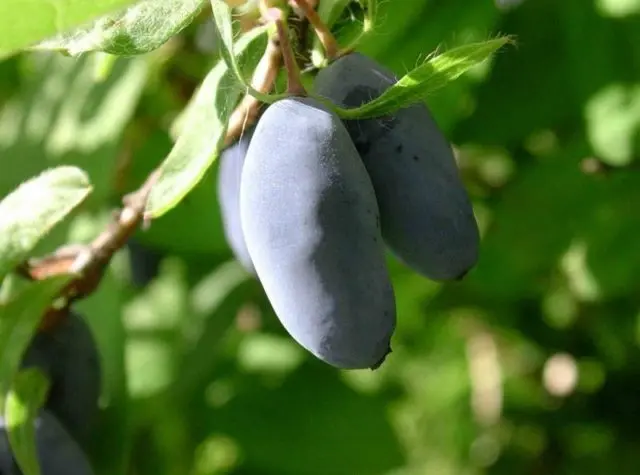 Varieties of honeysuckle: with photos, names and descriptions