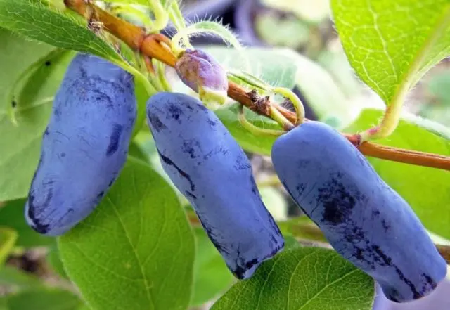 Varieties of honeysuckle: with photos, names and descriptions