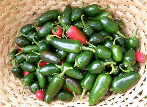 Varieties of hot pepper