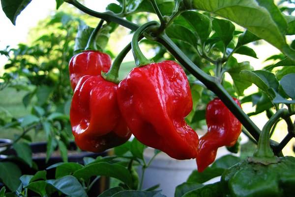 Varieties of hot pepper