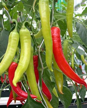 Varieties of hot pepper