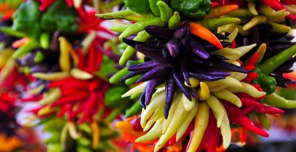 Varieties of hot pepper