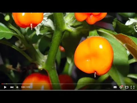 Varieties of hot pepper