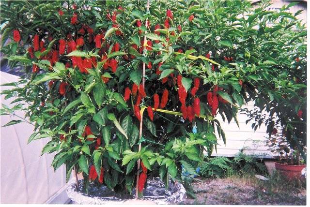 Varieties of hot pepper