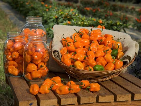 Varieties of hot pepper