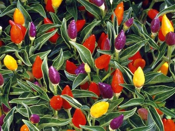 Varieties of hot pepper