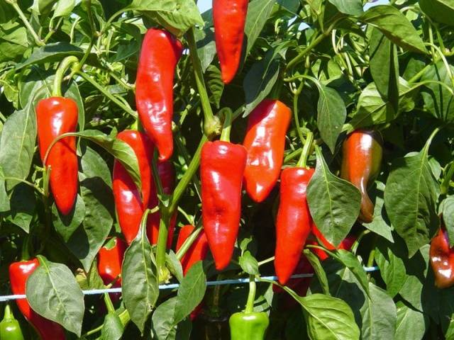 Varieties of hot pepper