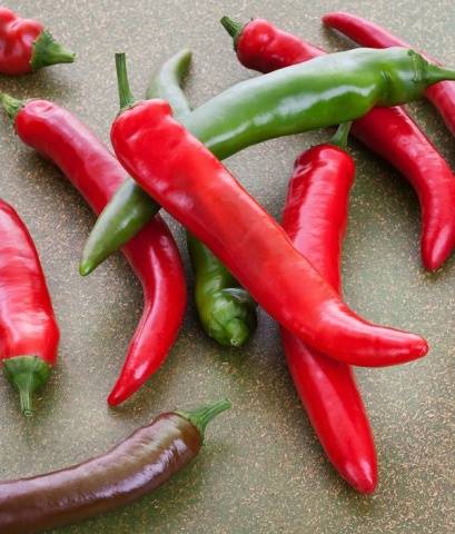 Varieties of hot pepper