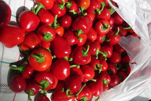 Varieties of hot pepper