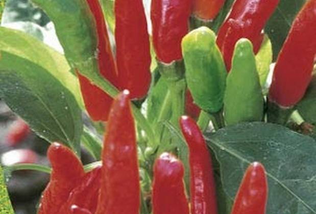 Varieties of hot pepper for open ground