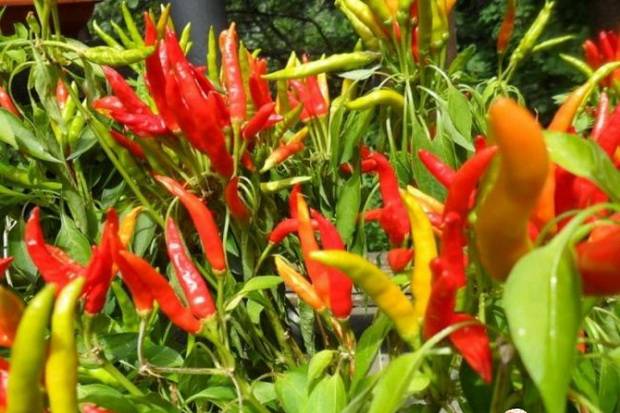 Varieties of hot pepper for open ground