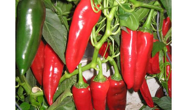 Varieties of hot pepper for open ground