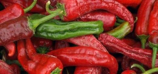 Varieties of hot pepper for open ground