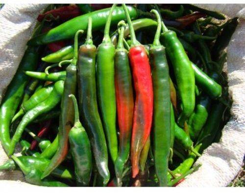 Varieties of hot pepper for open ground