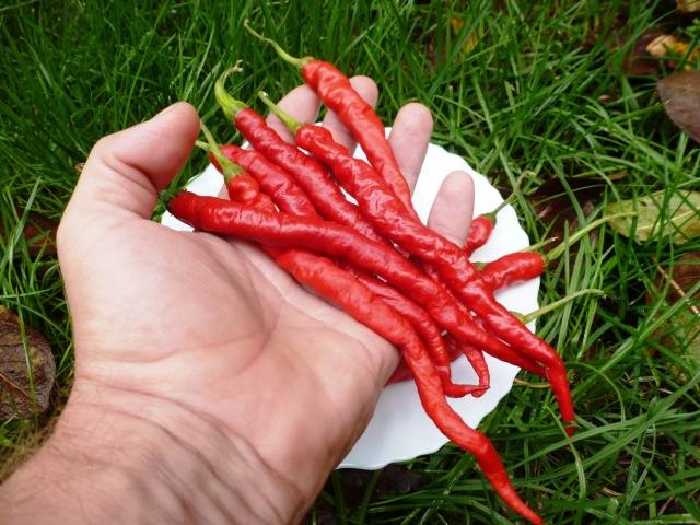 Varieties of hot pepper for open ground