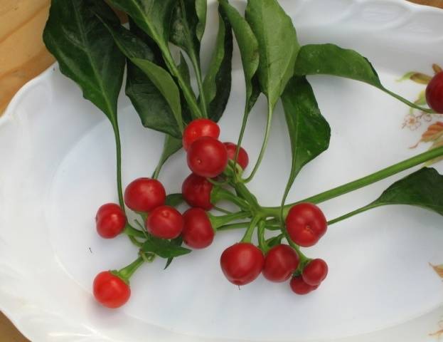 Varieties of hot pepper for open ground