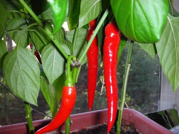 Varieties of hot pepper for open ground