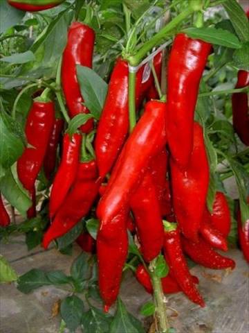 Varieties of hot pepper for open ground