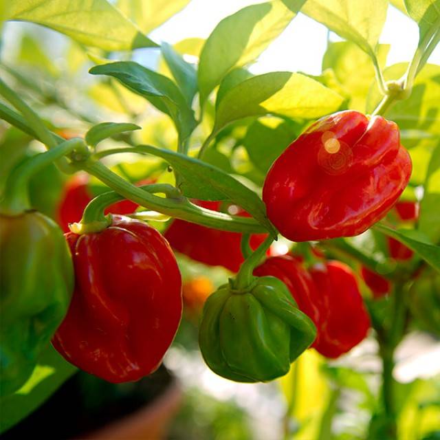 Varieties of hot pepper for open ground