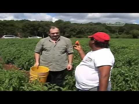 Varieties of hot pepper for open ground