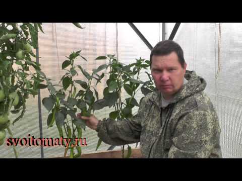 Varieties of hot pepper for open ground