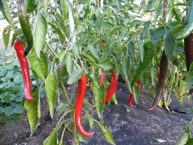 Varieties of hot pepper for open ground