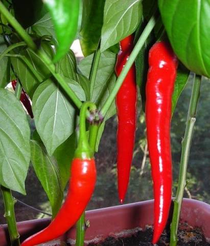 Varieties of hot pepper for open ground