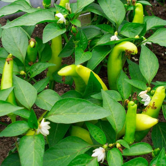 Varieties of hot pepper for open ground