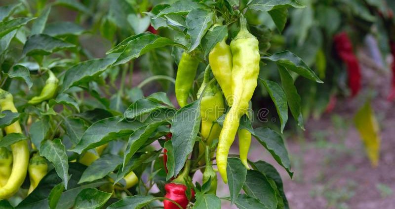 Varieties of hot pepper for open ground