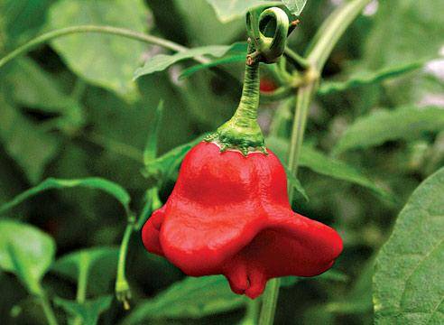 Varieties of hot pepper for open ground