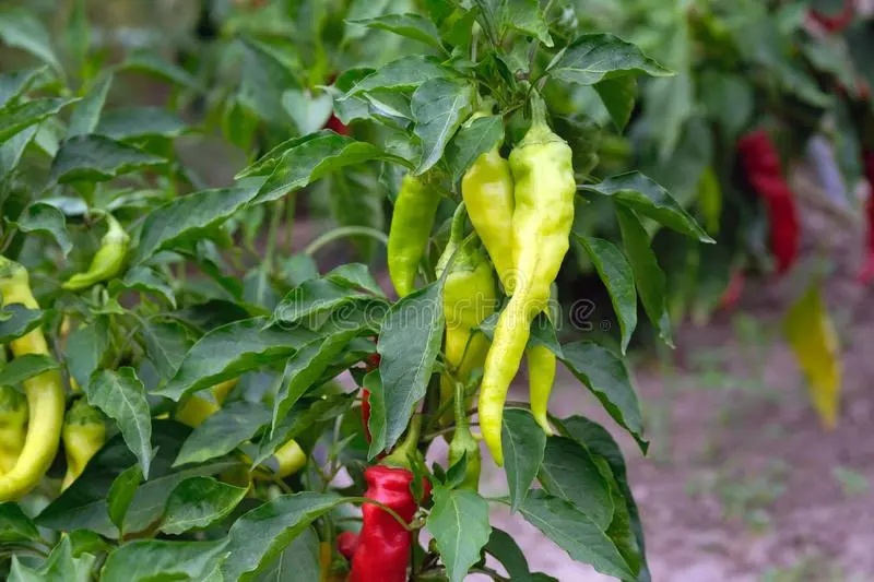 Varieties of hot pepper for open ground