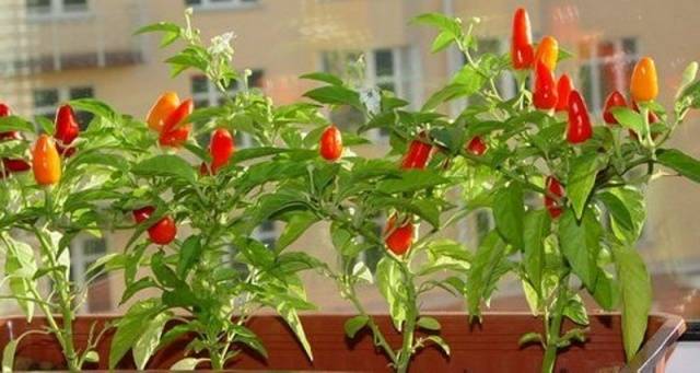 Varieties of hot pepper for the Moscow region