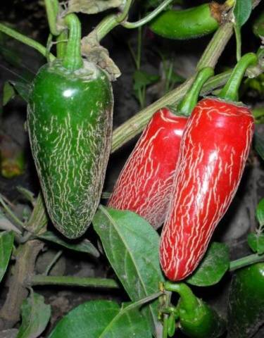 Varieties of hot pepper for the Moscow region