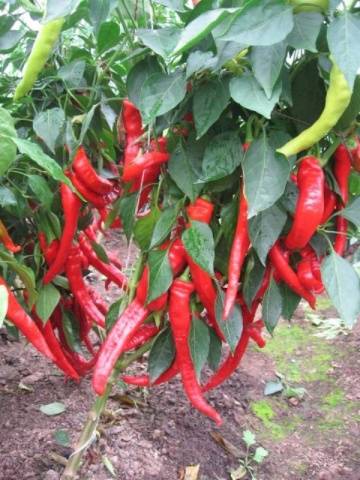 Varieties of hot pepper for the Moscow region