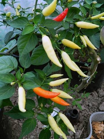 Varieties of hot pepper for the Moscow region