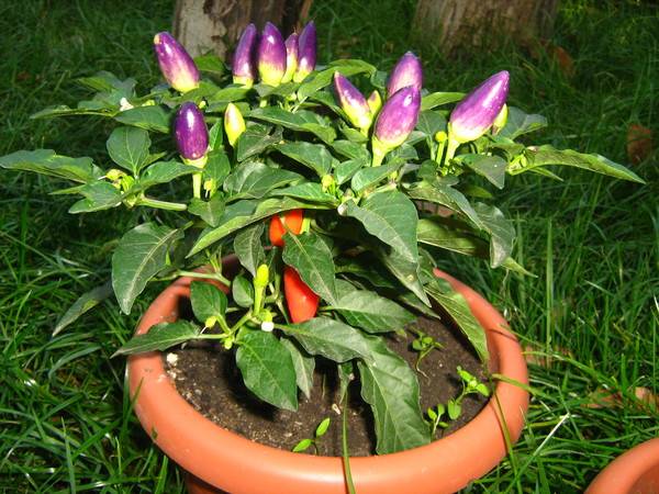 Varieties of hot pepper for the Moscow region